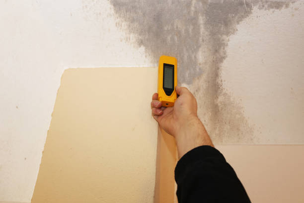 Best HVAC Mold Inspection and Cleaning  in Noel, MO
