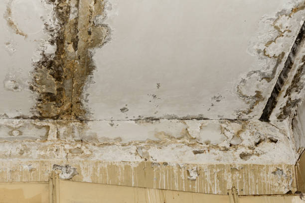 Best Mold Remediation for Rental Properties  in Noel, MO