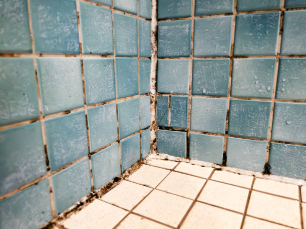 Best Mold Documentation for Insurance Claims  in Noel, MO