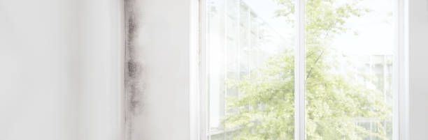 Best Emergency Mold Remediation  in Noel, MO