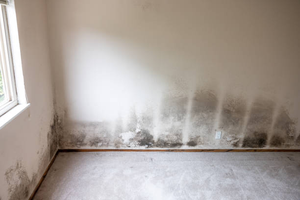 Asbestos and Lead Testing During Mold Inspection in Noel, MO